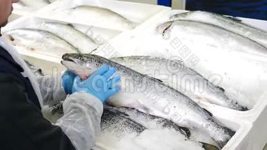 新鲜海冰鱼在柜台市场。 海鲜市场。 鱼在超市的鱼部卖。 鱼类市场